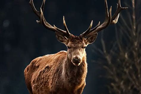 Red Deer Facts and Other Information - All About Deer