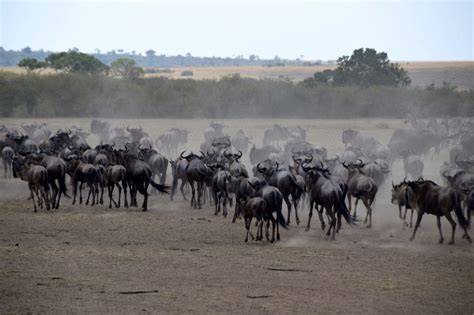 Maasai Mara Great Migration Wildebeest Stampede | World-Adventurer