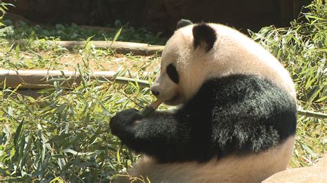 Zoo Atlanta saying goodbye to giant pandas | 11alive.com