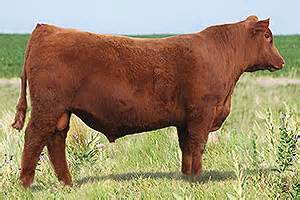 Why Red Angus - Cattle and Bulls for Sale