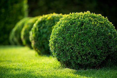 Zone 8 Evergreen Shrub Varieties: Selecting Zone 8 Evergreen Shrubs For The Landscape