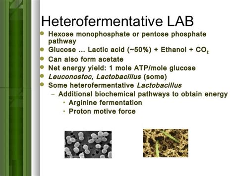 Classification of Lactic acid bacteria