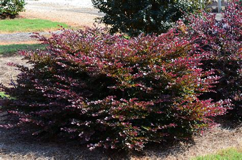 Crimson Fire™ Fringe Flower | First Editions in 2020 | Plants, Garden inspiration, Landscaping ...