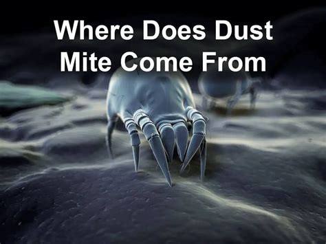 Where Does Dust Mite Come From? (Find Out)