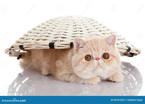 Persian Exotic Kitten Under Basket Isolated Animal Stock Image - Image of playful, little: 49761223