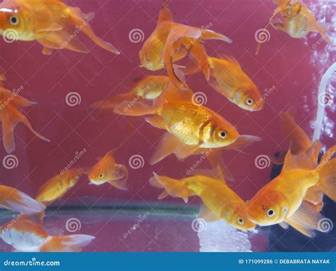 Goldfish in a Aquarium Pet Store Stock Photo - Image of farm, aquarium: 171099286