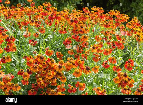 Large Planting of Helenium in Flower Stock Photo - Alamy