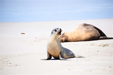 Visiting Seal Bay Conservation Park | Explore Shaw