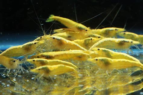 Amazon.com : Live Freshwater Aquarium Shrimp Neocaridina (Neon Yellow ...