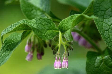 How To Grow Comfrey and Are Its Uses?