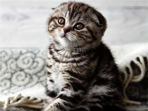 Scottish Fold - Cat Breed Guide | Spot®