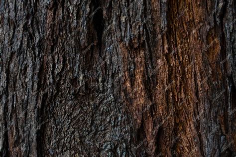 Premium Photo | Dry tree bark texture and background