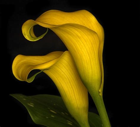 Yellow Calla Lilies | Shutterbug