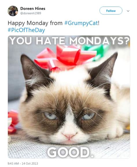 RIP Grumpy Cat: Looking back on her best memes | story | Kids News