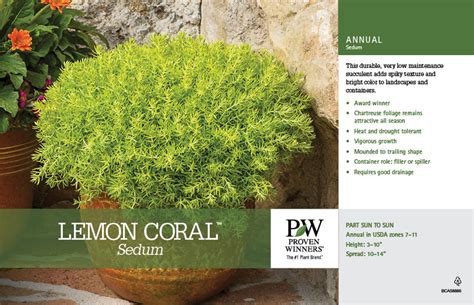 Sedum Lemon Coral® 1 Gallon - Cofer's Home & Garden