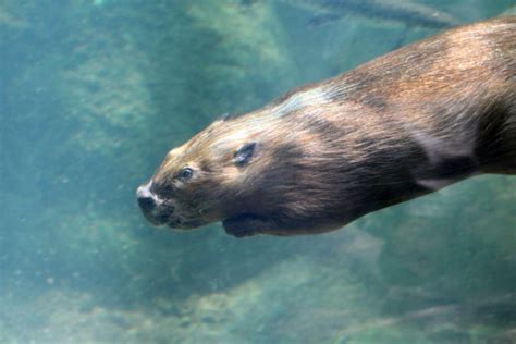 Biber unter Wasser Kostenloses Stock Bild - Public Domain Pictures