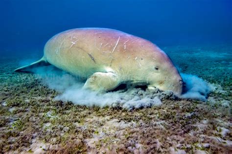 Taxonomy Dugongs (Dugongidae) - Observation.org