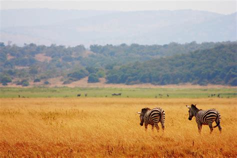 Akagera National Park Rwanda