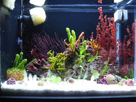 Cool Product Alert Bioluminescent Marine Algae Aquarium