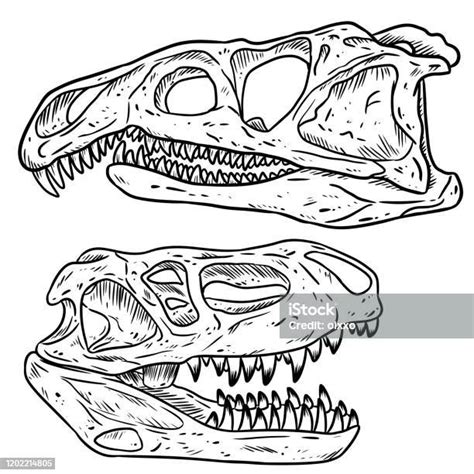 Carnivore Dinosars Skulls Line Hand Drawn Sketch Image Set Archosaurus Rossicus And Prestosuchus ...