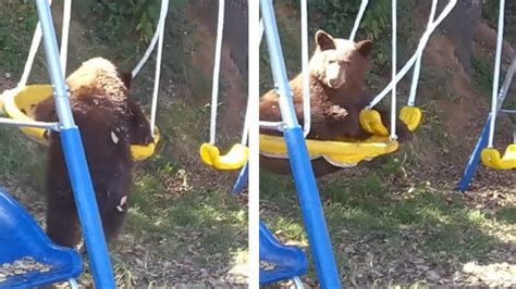 Bear jumps on family's swing - 18 second video