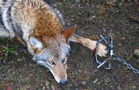 PETITION: End Barbaric Fur Trapping in the US