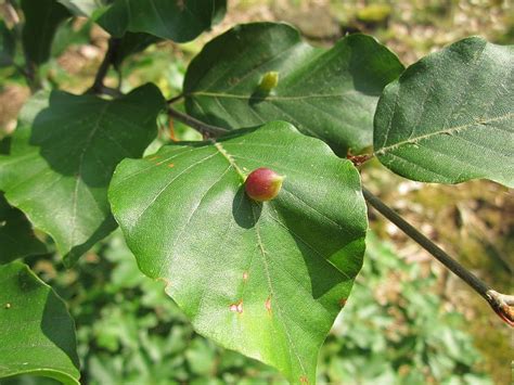 european beech tree fruit - Supereminent Newsletter Navigateur