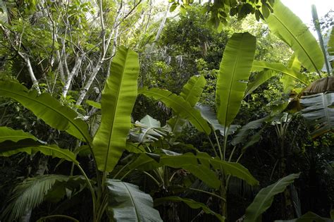 File:Jungle.jpg - Wikipedia