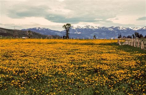 Free Vintage Stock Photo of Field of Yellow Flowers in the Mountains - VSP