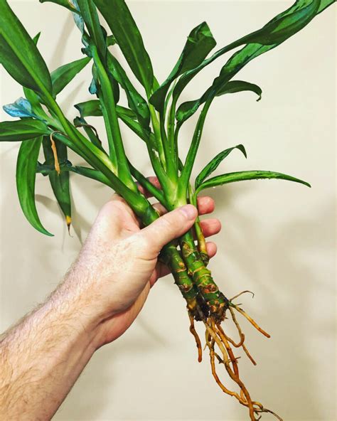 How to Propagate Chinese Evergreen: 5 Easy Ways