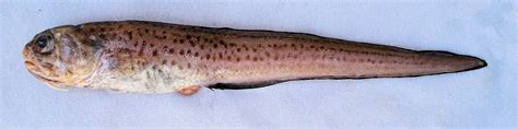 Cusk-eel Family Photographs, and Information – Ophidiidae | Mexico ...