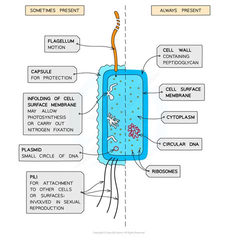 Prokaryotic Cell Structure | SL IB Biology Revision Notes 2025