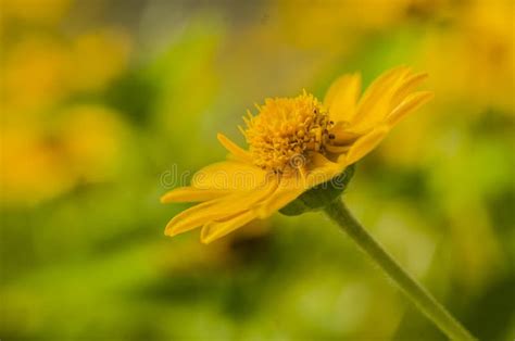 Daisy Flower Singapore Daisy on Table and Garden Yellow Stock Image - Image of environment ...