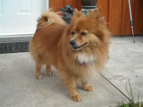 Timmyfan Whispers: Cutest Pomeranian Mixed Dogs I've Ever Seen!