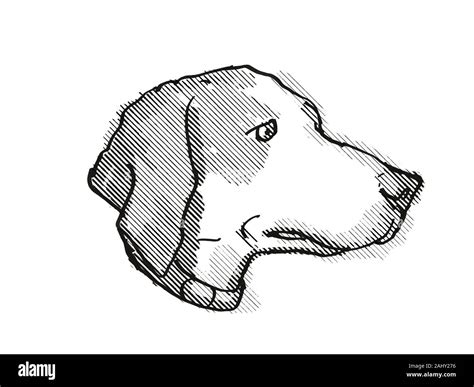 Retro cartoon style drawing of head of a Harrier Dog, a domestic canine breed on isolated white ...