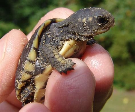 a small turtle sitting on top of someone's hand