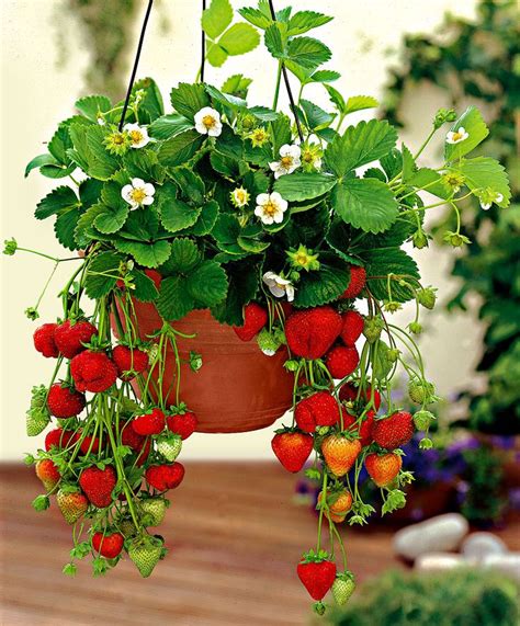 Hanging Strawberry Plants | the Indoor Gardener | Pinterest