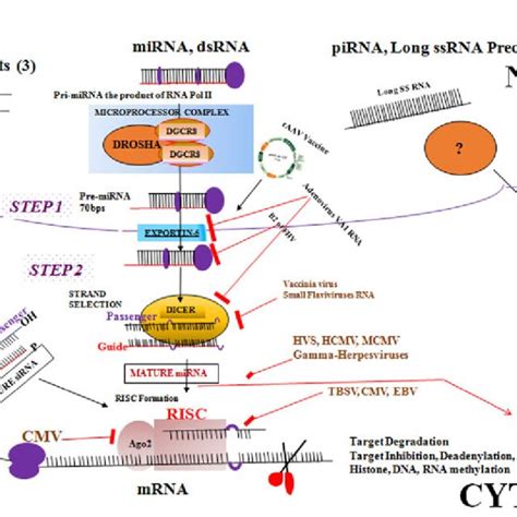 Applications of RNA interference (RNAi) and genes involved. | Download ...