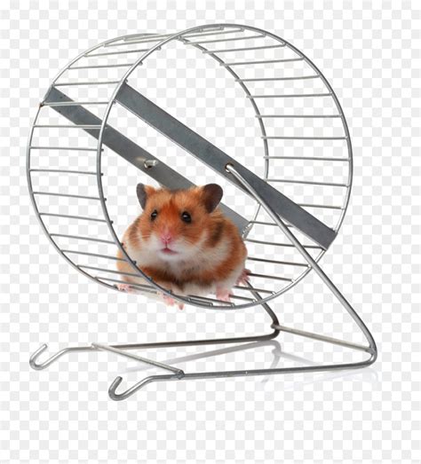 Hamster On A Wheel Meme, HD Png Download - vhv