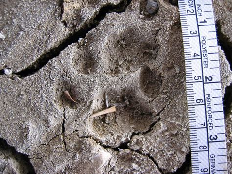 File:Bobcat tracks in mud.jpg - Wikipedia