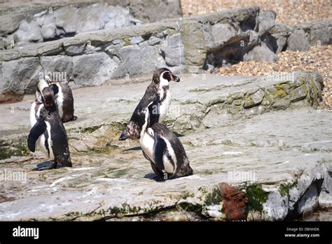 Penguins at Chester Zoo Stock Photo - Alamy