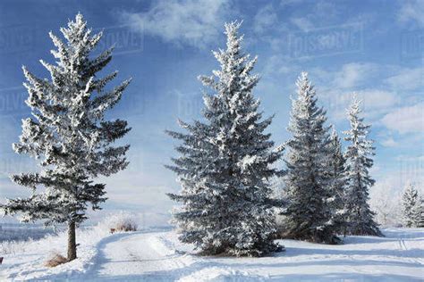 Frosted snow covered evergreen trees in a snow covered field with blue ...