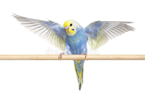 Blue Rainbow Budgerigar Bird Flying Wings Spread Facing at the C Stock ...