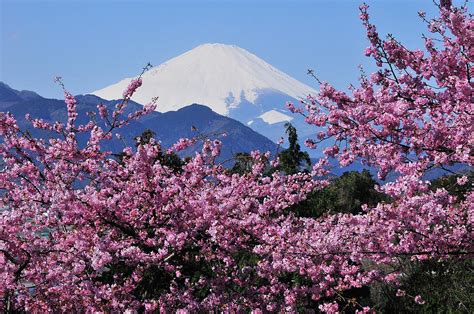 Mt Fuji And Cherry Blossom Photograph by Photos From Japan, Asia And Othe Of The World - Fine ...