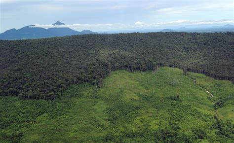 Vanishing Borneo: Saving One of the World’s Last Great Places - Yale E360