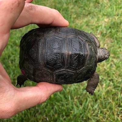 Aldabra tortoise for sale | buy baby Giant Aldabra tortoises for sale ...