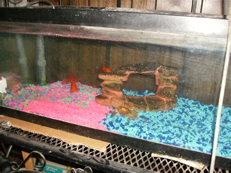 20 gallon Fantail Goldfish tank by OceanRailroader on deviantART