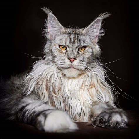 maine-coon-cat-photography-21 – Fubiz Media