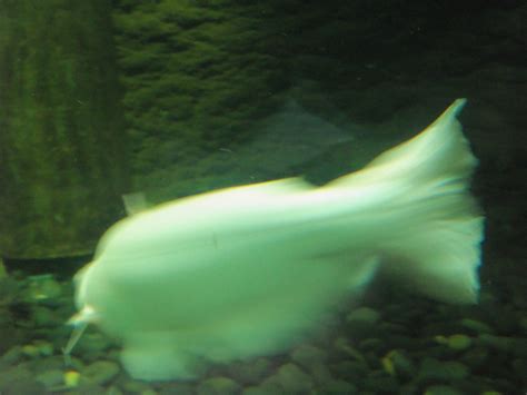 Albino Catfish from the New Orleans Aquarium - sorry about the quality of the picture, the darn ...