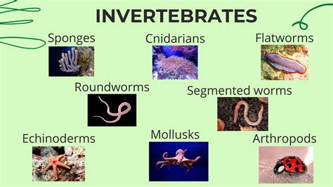 Invertebrates | Science Lesson for Kids | - YouTube